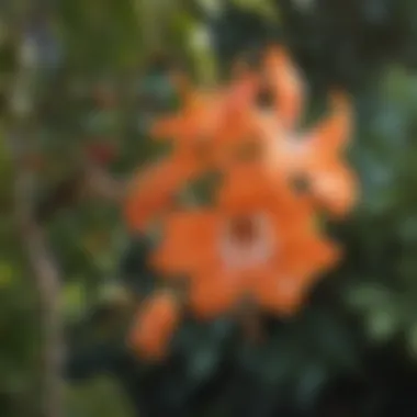 Hummingbird enjoying a Trumpet vine flower in a garden