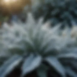 An array of frost covers protecting various outdoor plants in a garden
