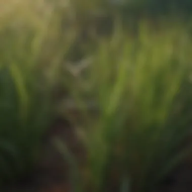 Close-up of drought-resistant grass blades