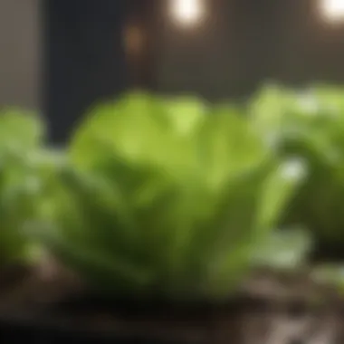 Vibrant Seedlings of Iceberg Lettuce Healthy iceberg lettuce seedlings