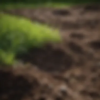 Healthy soil rich in nutrients