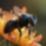 Close-up of a carpenter bee on a flower