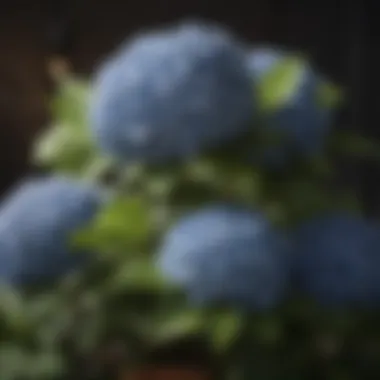 Practical Care Techniques for Hydrangea Size Enhancement A detailed diagram of hydrangea care techniques to enhance growth and size