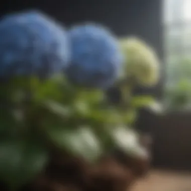 Environmental Influences on Hydrangea Growth An infographic illustrating environmental factors affecting hydrangea growth