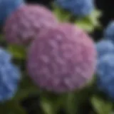 A close-up of different hydrangea species showcasing their unique flower shapes and colors