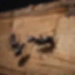 Close-up of carpenter ants on wood