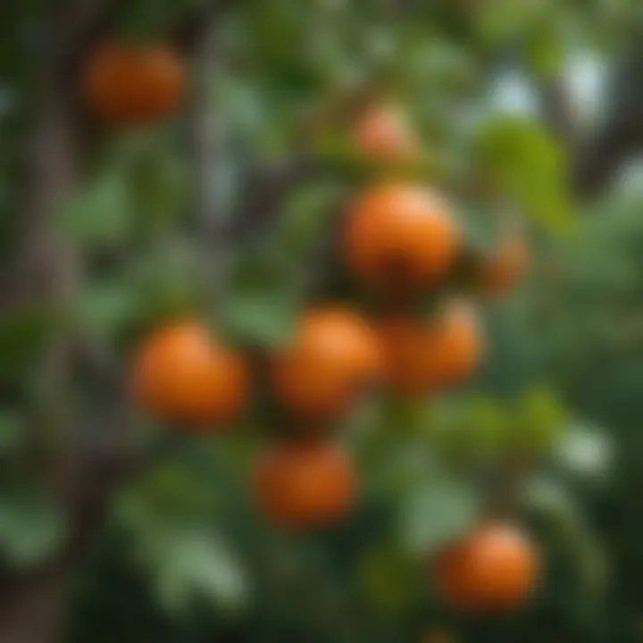 Clusters of bright orange persimmons on a tree, with lush green leaves in the background.