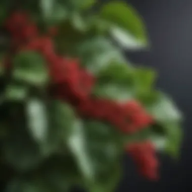 Detailed View of Vine Leaves and Berry Clusters A detailed view of vine leaves and red berry clusters