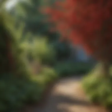 Landscape Design with Red Berry Vines Landscape design featuring red berry vines in a garden
