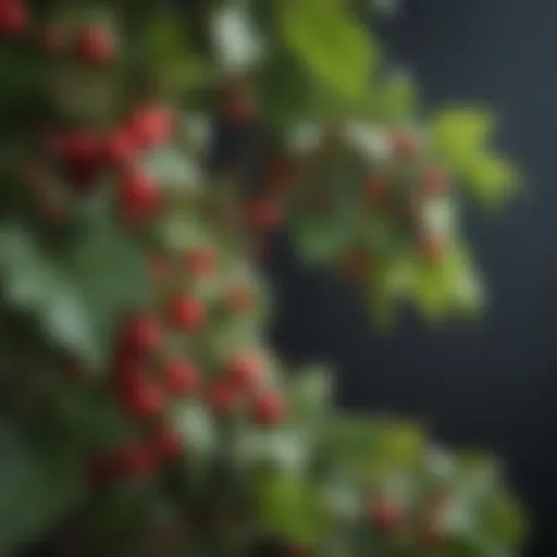 Close-up of vibrant red berries on a climbing vine