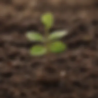 Emerging Kiwi Seedling Sprouting kiwi seedling emerging from the soil