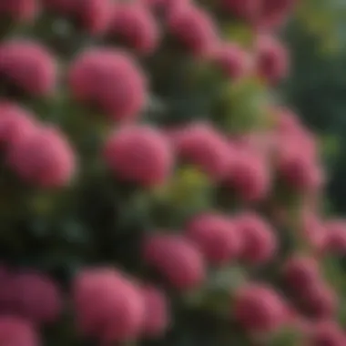 Close-up of vibrant flowering shrubs