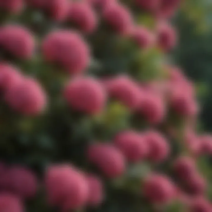 Close-up of vibrant flowering shrubs