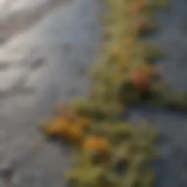 Close-up view of lichen on a patio stone