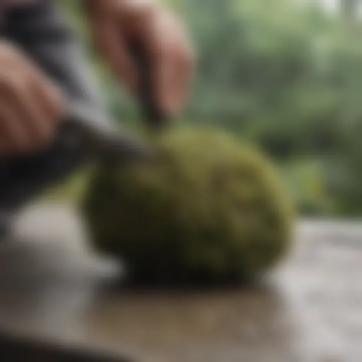 Eco-friendly lichen removal solution being applied