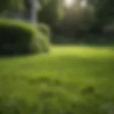 Lush green lawn after mowing