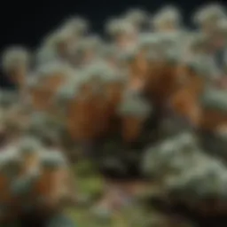 Visual representation of mold spores under a microscope