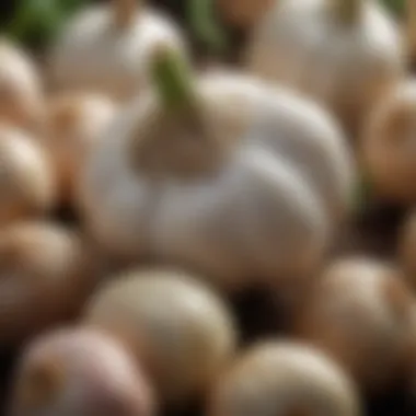 A close-up of garlic cloves, known for their pest-repelling properties.