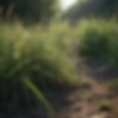 Close-up of invasive grass species affecting a landscape