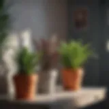 A vibrant selection of potted plants available for purchase on Etsy.