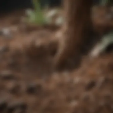 Close-up of rich, well-draining soil suitable for elephant ears