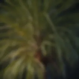 A close-up of a palm tree crown showing fronds ready for trimming.