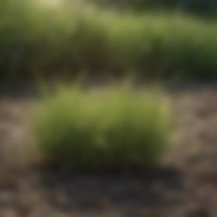 Different grass seed types suitable for North Carolina