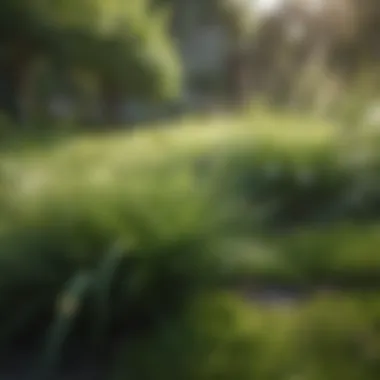 Different grass types in a garden