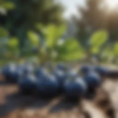 Close-up of blueberry fruits developing after proper pruning