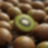 Close-up view of kiwi seeds ready for planting