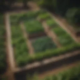 Aerial view of raised vegetable beds filled with lush greenery
