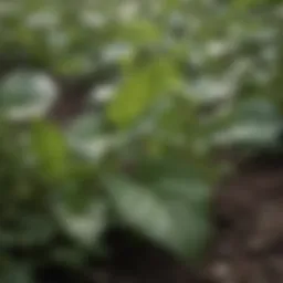 Close-up of potato leaves showing early signs of blight