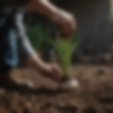 A gardener planting garlic bulbs in well-prepared soil