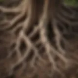 A close-up view of intricate tree roots exposed in the soil