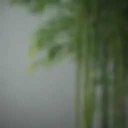 Healthy bamboo plant showcasing vibrant green leaves and strong stalks