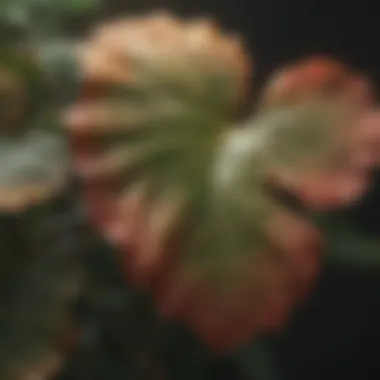 Close-up view of rose leaves affected by fungus