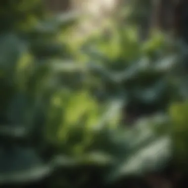 Close-up of leafy greens benefiting from dappled sunlight