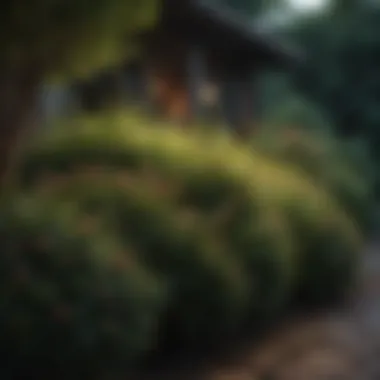 Caring for Low-Light Shrubs Care tips for maintaining low-light shrubs