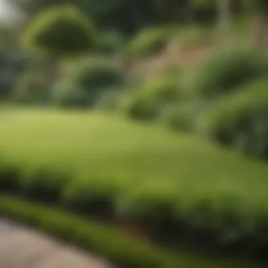 A well-maintained lawn showcasing a variety of sod patches in vibrant green