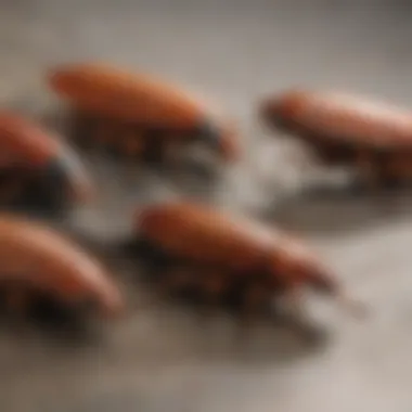 Illustration showing different types of cockroaches commonly found in households