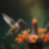 Colorful hummingbird feeding from a feeder