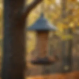 Innovative bird feeder design to deter squirrels