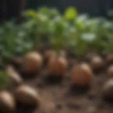Incompatible plants that hinder sweet potato growth Illustration of incompatible plants to avoid with sweet potatoes.