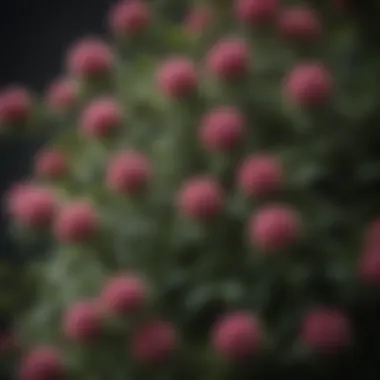 Close-up of a unique tall flowering shrub highlighting its intricate details