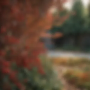 Autumn Garden with Small Red Berries A serene garden scene showcasing small red berries on trees during autumn