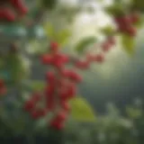 Close-up view of vibrant small red berries clustered on a branch