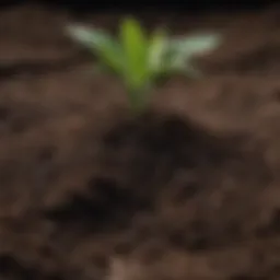 Close-up of rich, dark soil ready for planting