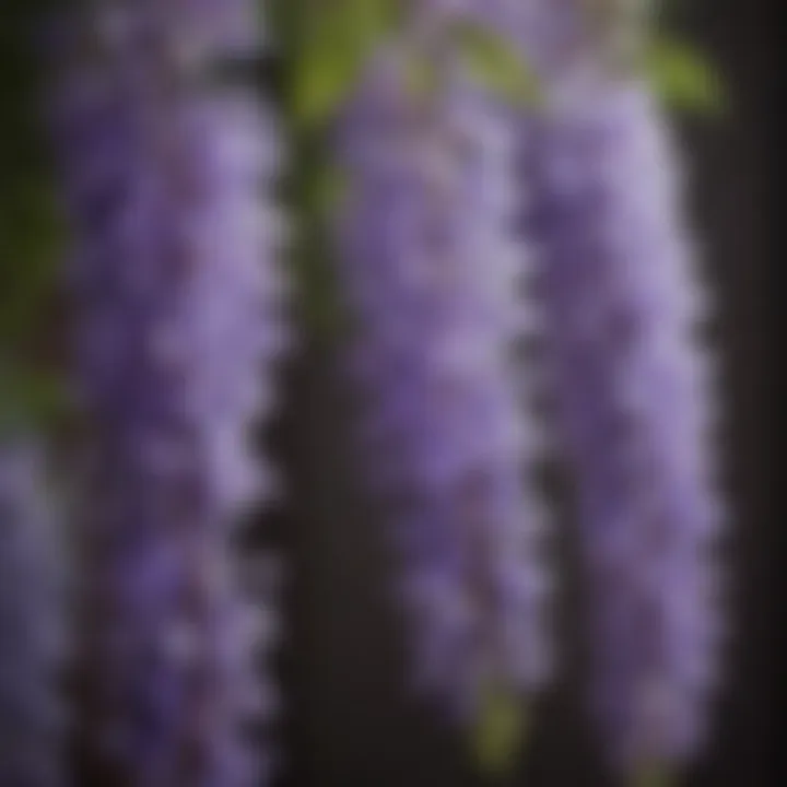 Close-up of delicate wisteria flowers showcasing their intricate structure