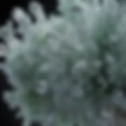 A close-up of sodium chloride crystals highlighting its chemical structure
