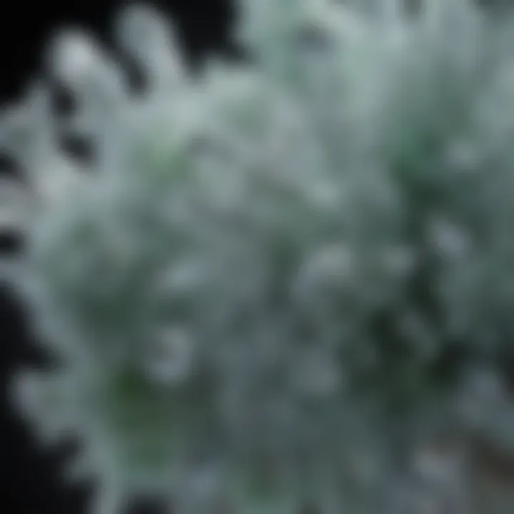 A close-up of sodium chloride crystals highlighting its chemical structure